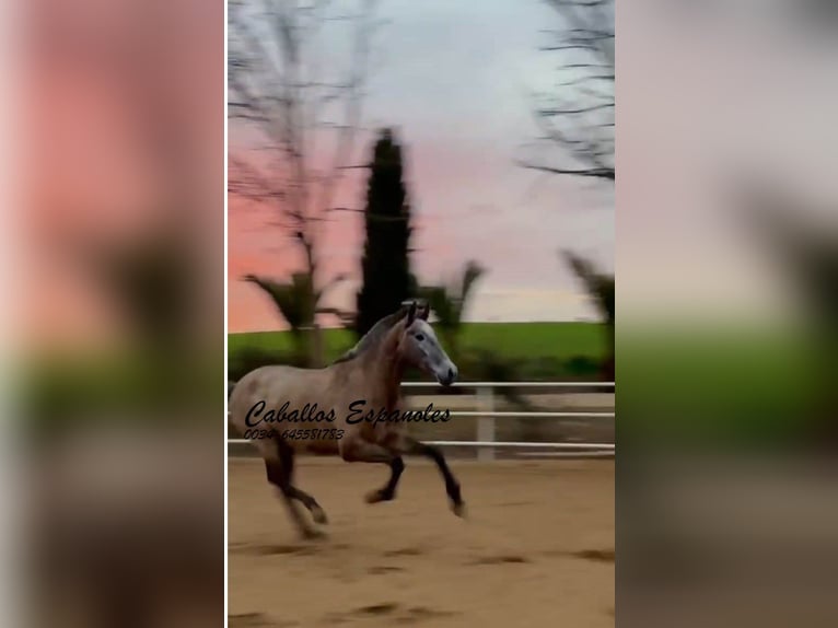 PRE Stute 4 Jahre 163 cm Schimmel in Schimmel