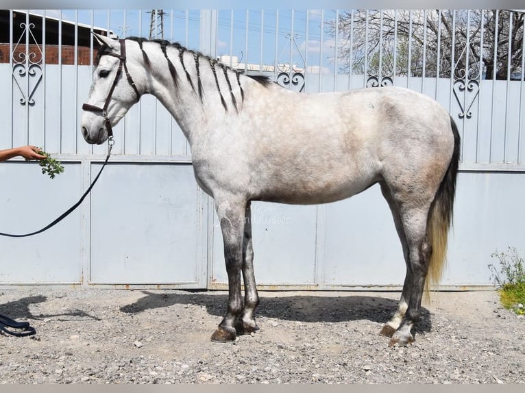 PRE Stute 4 Jahre 163 cm Schimmel in Provinz Granada