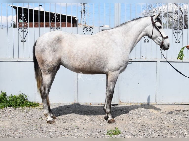 PRE Stute 4 Jahre 163 cm Schimmel in Provinz Granada