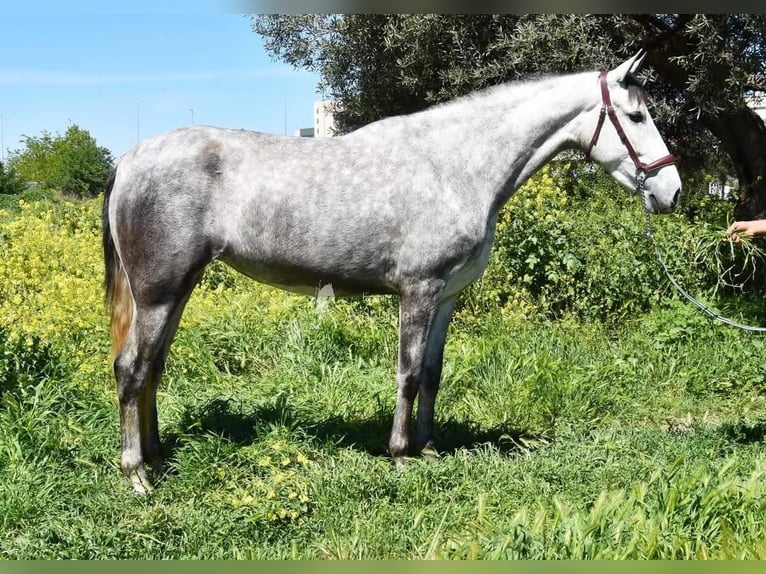 PRE Stute 4 Jahre 163 cm Schimmel in Provinz Granada