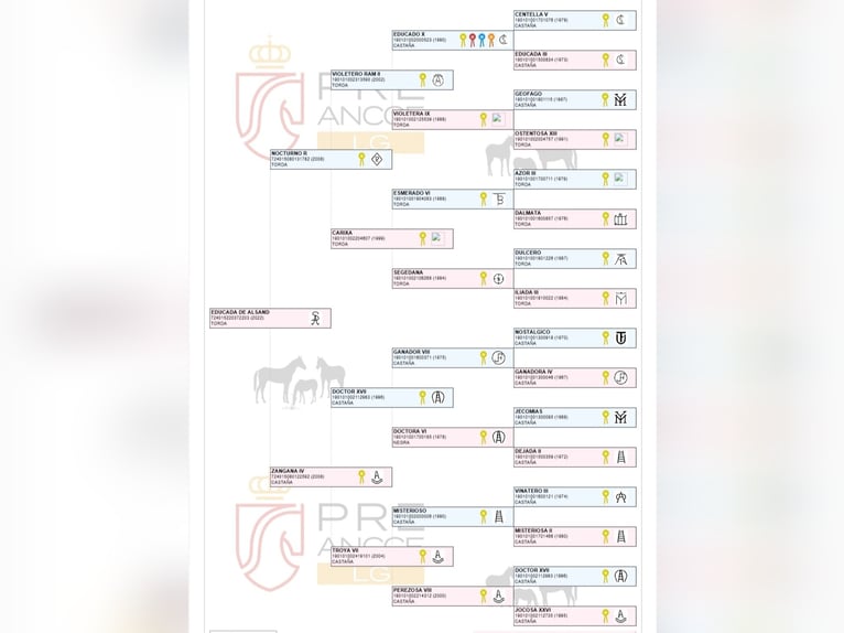 PRE Stute 4 Jahre 164 cm Apfelschimmel in Pedralba
