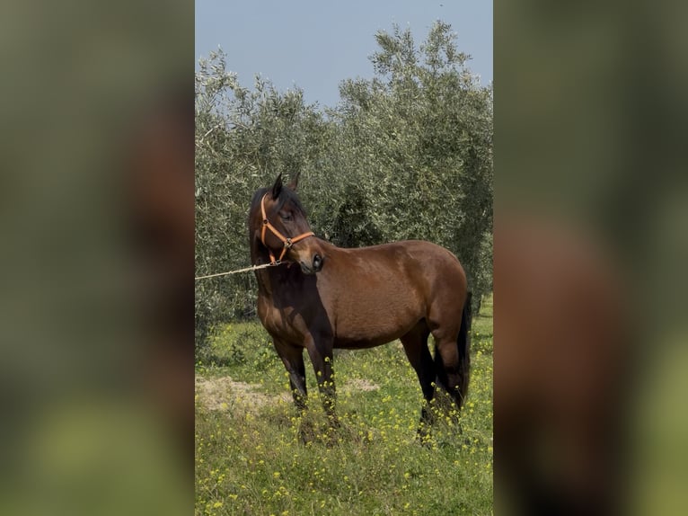 PRE Stute 4 Jahre 164 cm Brauner in Badajoz
