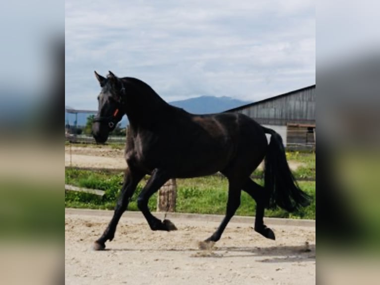 PRE Stute 4 Jahre 164 cm Rappe in 351 chemin de la buffe 01170 CROZET