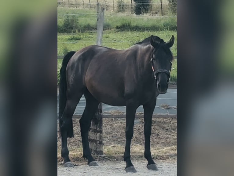 PRE Stute 4 Jahre 164 cm Rappe in 351 chemin de la buffe 01170 CROZET