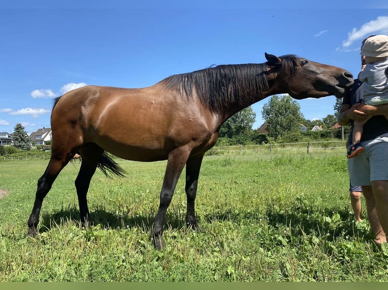 PRE Mix Stute 4 Jahre 165 cm Brauner in Weyersheim