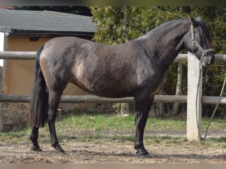 PRE Mix Stute 4 Jahre 165 cm in Kubschütz