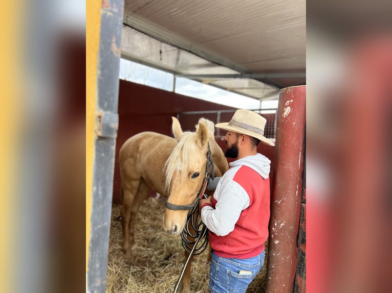 PRE Stute 4 Jahre 165 cm Palomino in Sorbas
