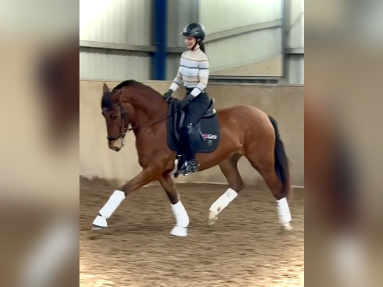 PRE Mix Stute 4 Jahre 166 cm Brauner in Bexbach