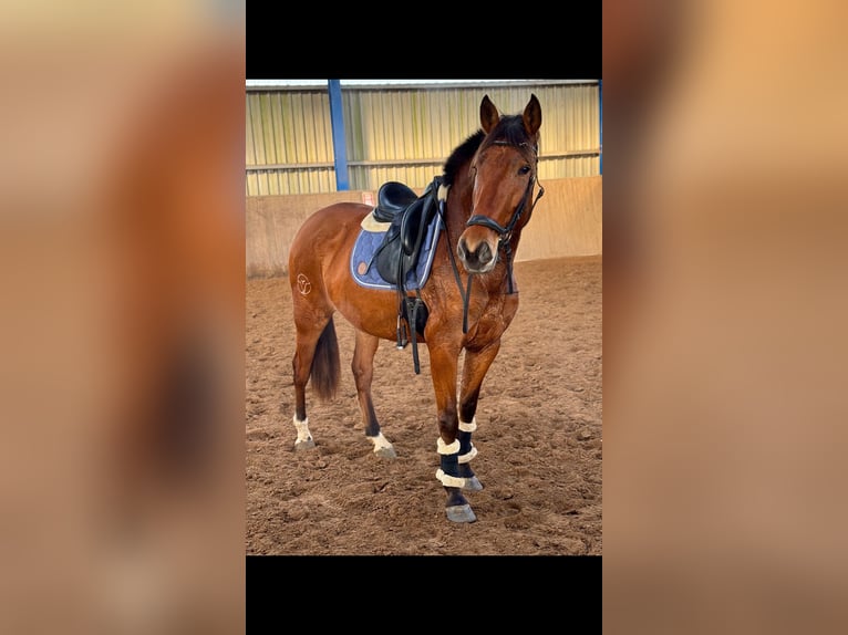 PRE Mix Stute 4 Jahre 166 cm Brauner in Bexbach