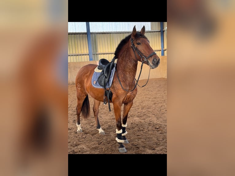 PRE Mix Stute 4 Jahre 166 cm Brauner in Bexbach