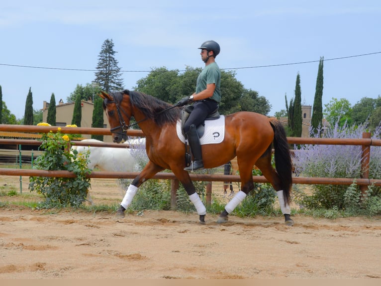 PRE Mix Stute 4 Jahre 166 cm Brauner in Matajudaica