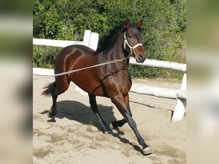 PRE Stute 4 Jahre 166 cm in Riudoms