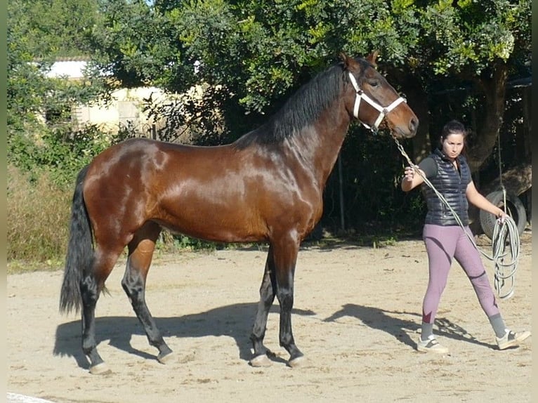 PRE Stute 4 Jahre 166 cm in Riudoms