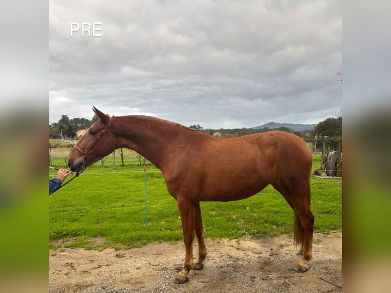 PRE Mix Stute 4 Jahre 166 cm Fuchs in Teo