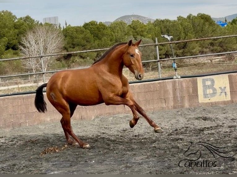 PRE Mix Stute 4 Jahre 166 cm Fuchs in Barcelona