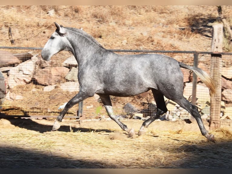 PRE Stute 4 Jahre 167 cm Schimmel in Provinz Malaga
