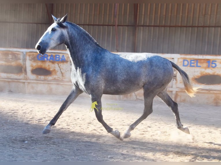 PRE Stute 4 Jahre 167 cm Schimmel in Provinz Malaga