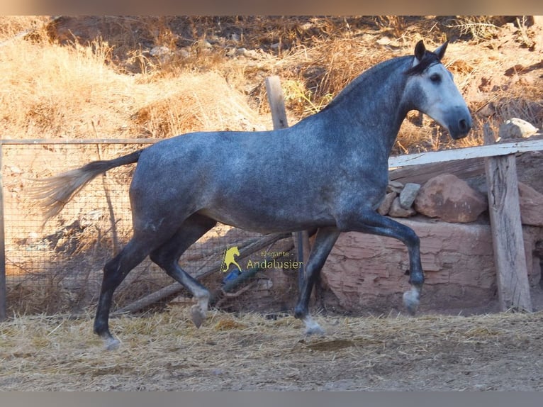 PRE Stute 4 Jahre 167 cm Schimmel in Provinz Malaga