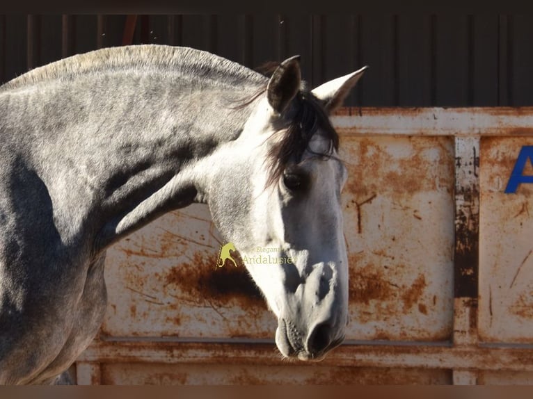 PRE Stute 4 Jahre 167 cm Schimmel in Provinz Malaga