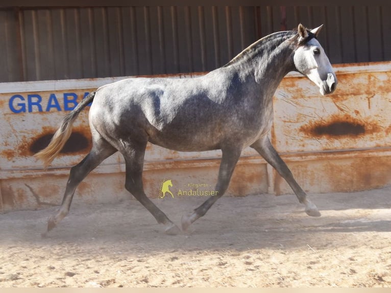 PRE Stute 4 Jahre 167 cm Schimmel in Provinz Malaga
