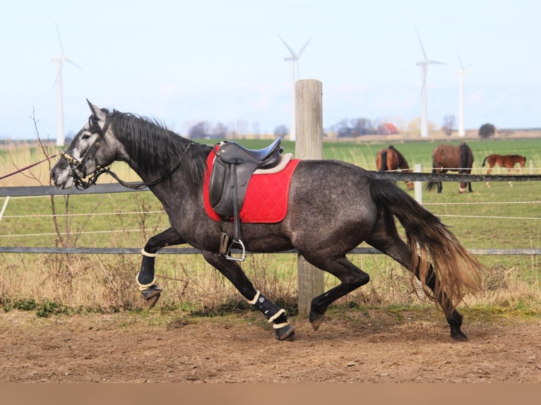 PRE Stute 4 Jahre 167 cm Schimmel in Wremen