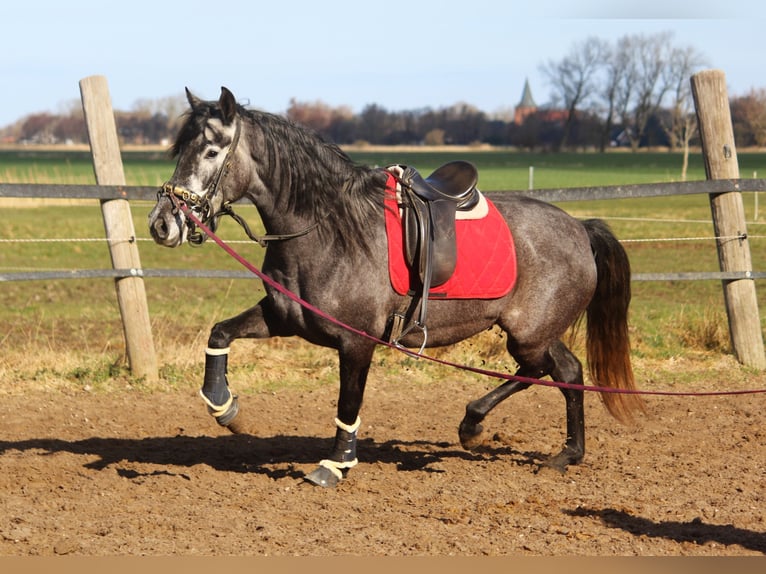 PRE Stute 4 Jahre 167 cm Schimmel in Wremen