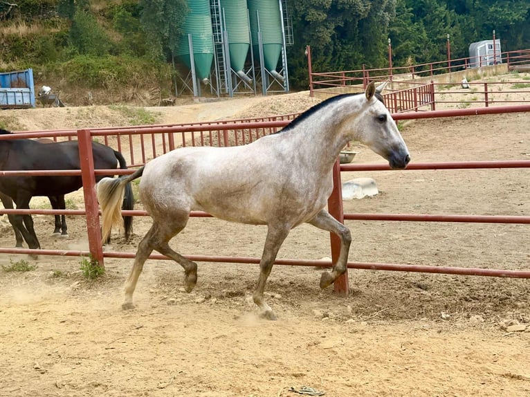PRE Stute 4 Jahre 167 cm Schimmel in Galaroza (Huelva)