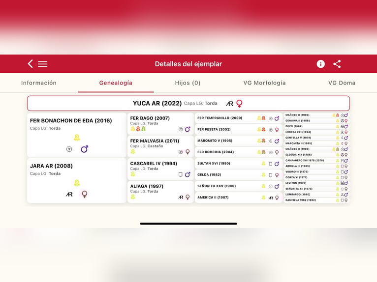 PRE Stute 4 Jahre 167 cm Schimmel in Galaroza (Huelva)