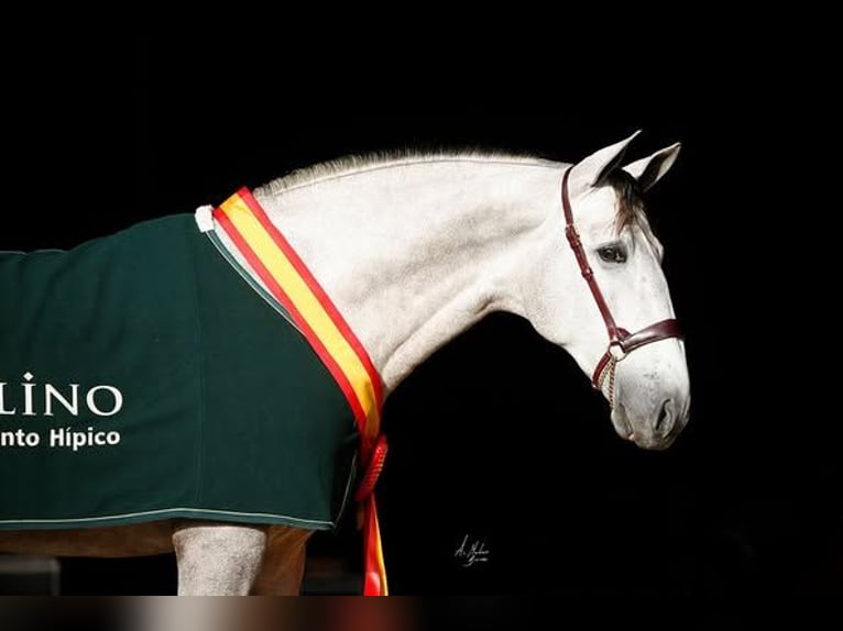 PRE Stute 4 Jahre 167 cm Schimmel in Galaroza (Huelva)