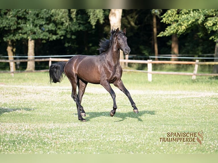 PRE Stute 4 Jahre 168 cm Rappe in Traventhal