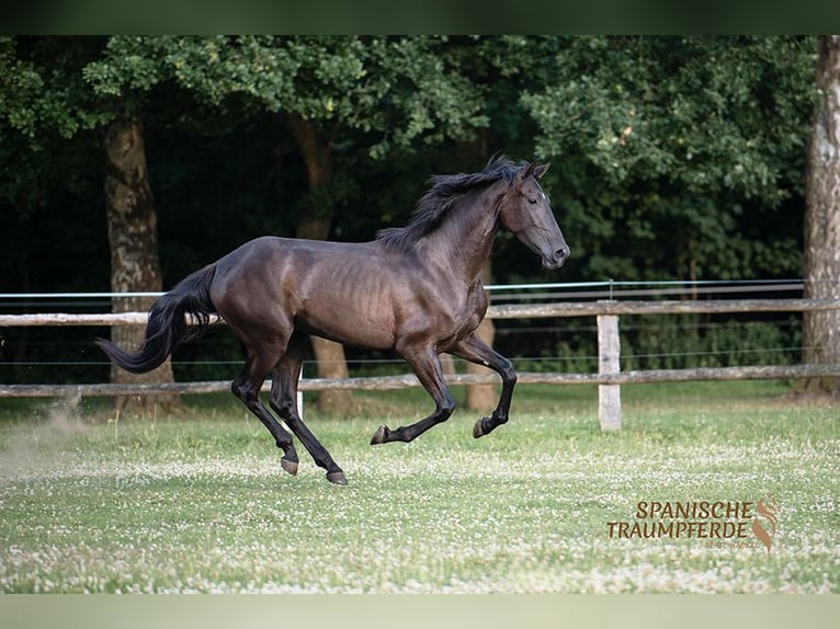PRE Stute 4 Jahre 168 cm Rappe in Traventhal