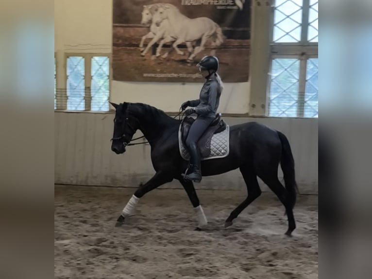 PRE Stute 4 Jahre 168 cm Rappe in Traventhal