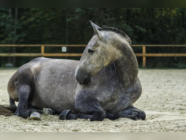 PRE Mix Stute 4 Jahre 168 cm Schimmel in Leichlingen