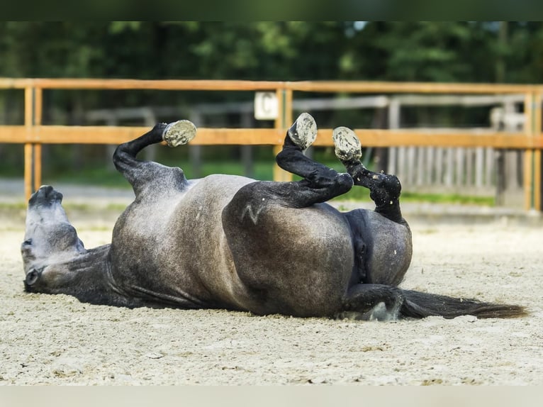 PRE Mix Stute 4 Jahre 168 cm Schimmel in Leichlingen