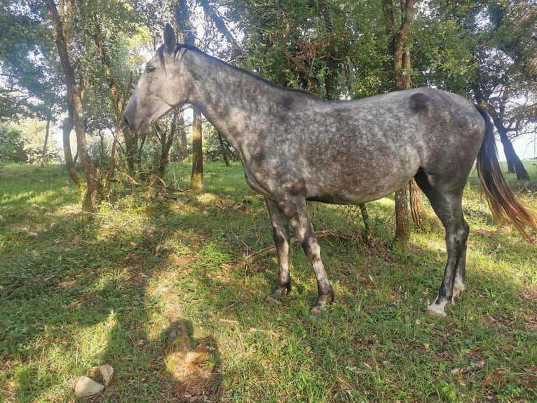 PRE Mix Stute 4 Jahre 169 cm Schimmel in AMURRIO