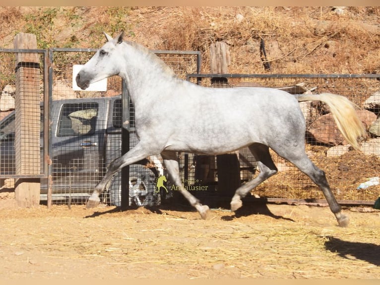 PRE Stute 4 Jahre 170 cm Schimmel in Provinz Malaga