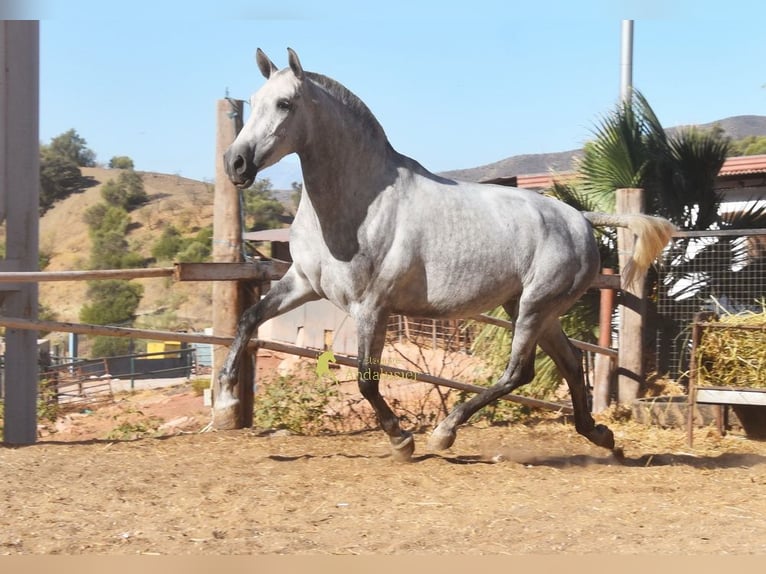 PRE Stute 4 Jahre 170 cm Schimmel in Provinz Malaga