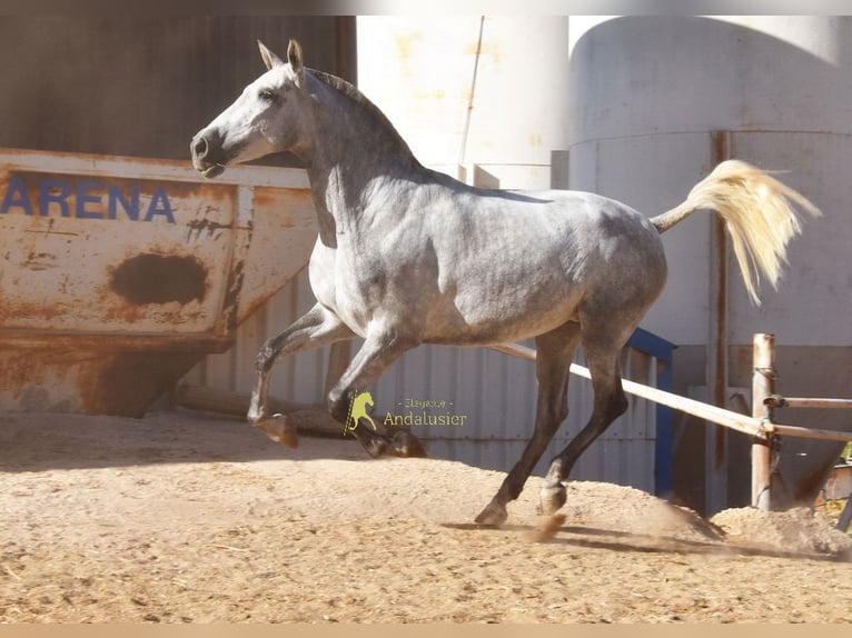 PRE Stute 4 Jahre 170 cm Schimmel in Provinz Malaga