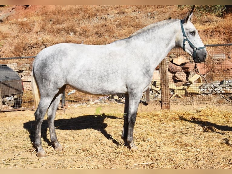 PRE Stute 4 Jahre 170 cm Schimmel in Provinz Malaga