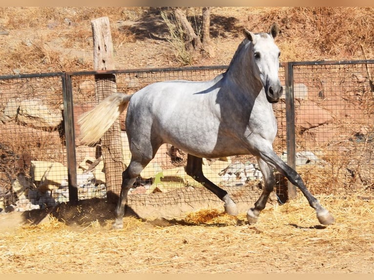 PRE Stute 4 Jahre 170 cm Schimmel in Provinz Malaga