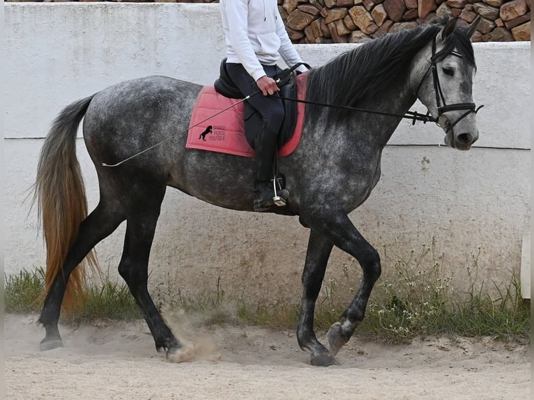 PRE Mix Stute 4 Jahre 170 cm Schimmel in Menorca