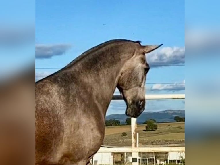 PRE Stute 4 Jahre 177 cm Fliegenschimmel in Navalvillar De Pela