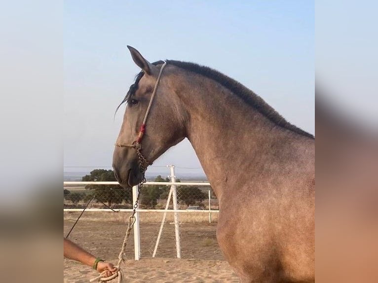 PRE Stute 4 Jahre 177 cm Fliegenschimmel in Navalvillar De Pela