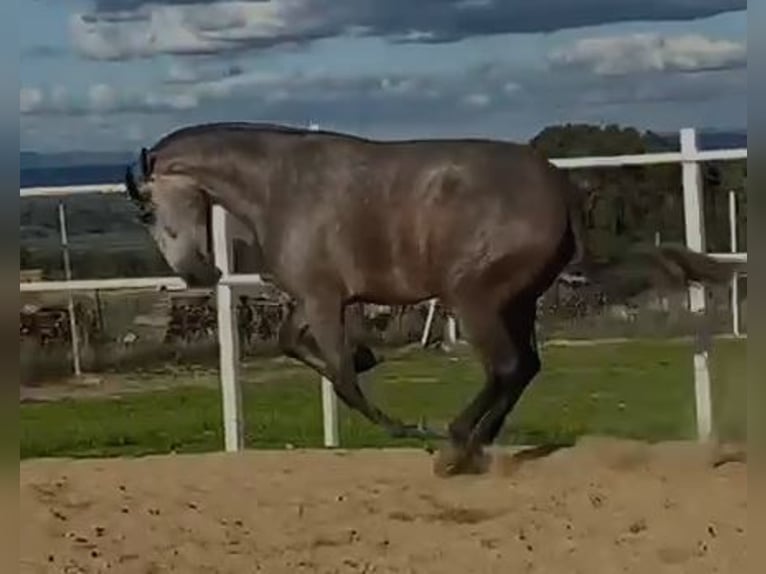 PRE Stute 4 Jahre 177 cm Fliegenschimmel in Navalvillar De Pela