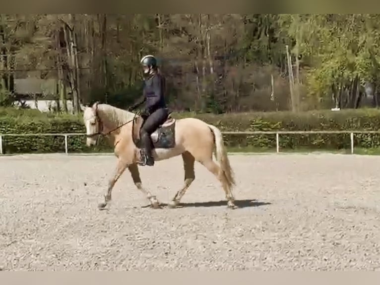 PRE Mix Stute 5 Jahre 150 cm Palomino in Neustadt (Wied)