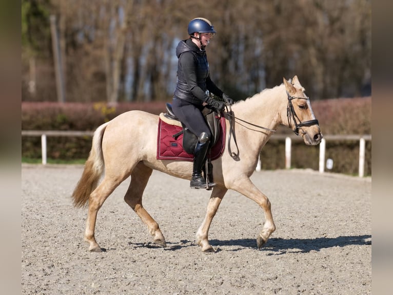 PRE Mix Stute 5 Jahre 150 cm Palomino in Neustadt (Wied)