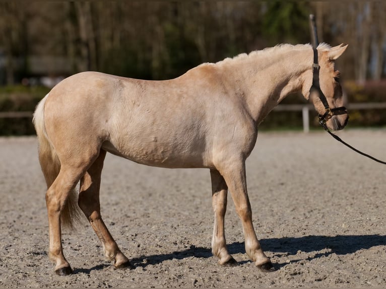 PRE Mix Stute 5 Jahre 150 cm Palomino in Neustadt (Wied)