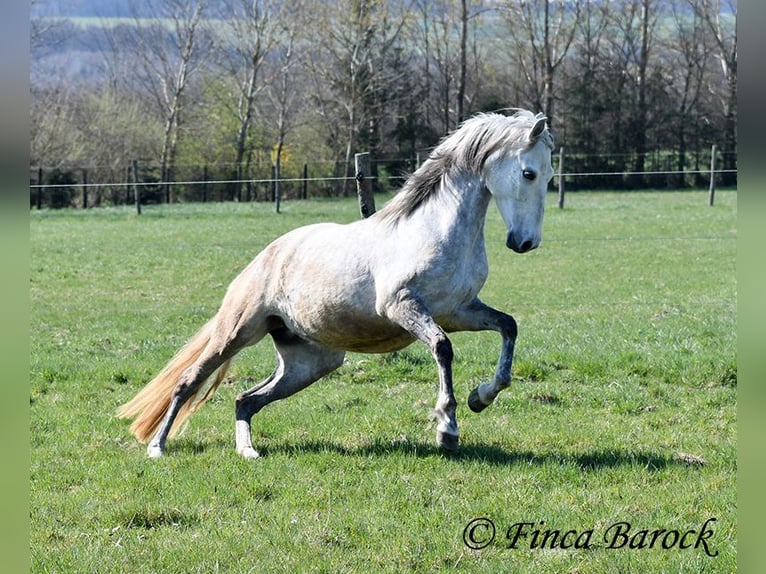 PRE Stute 5 Jahre 151 cm Schimmel in Wiebelsheim
