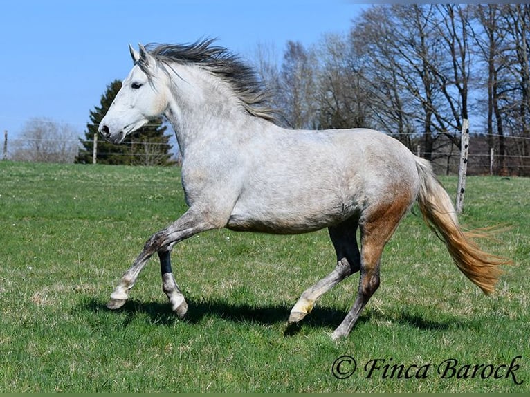 PRE Stute 5 Jahre 151 cm Schimmel in Wiebelsheim