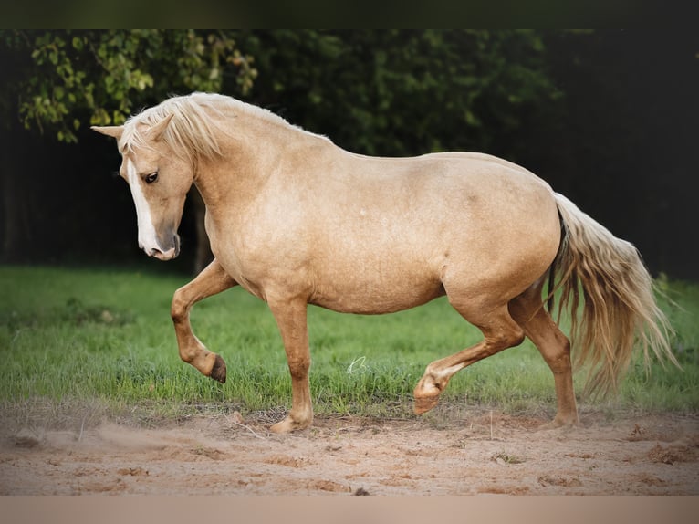 PRE Mix Stute 5 Jahre 153 cm Palomino in Courtomer